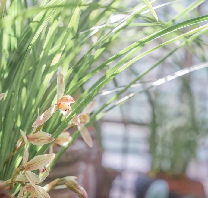 分析！怎么给微信头像加国旗“空谷幽兰”