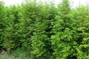 讲解！水杉移栽