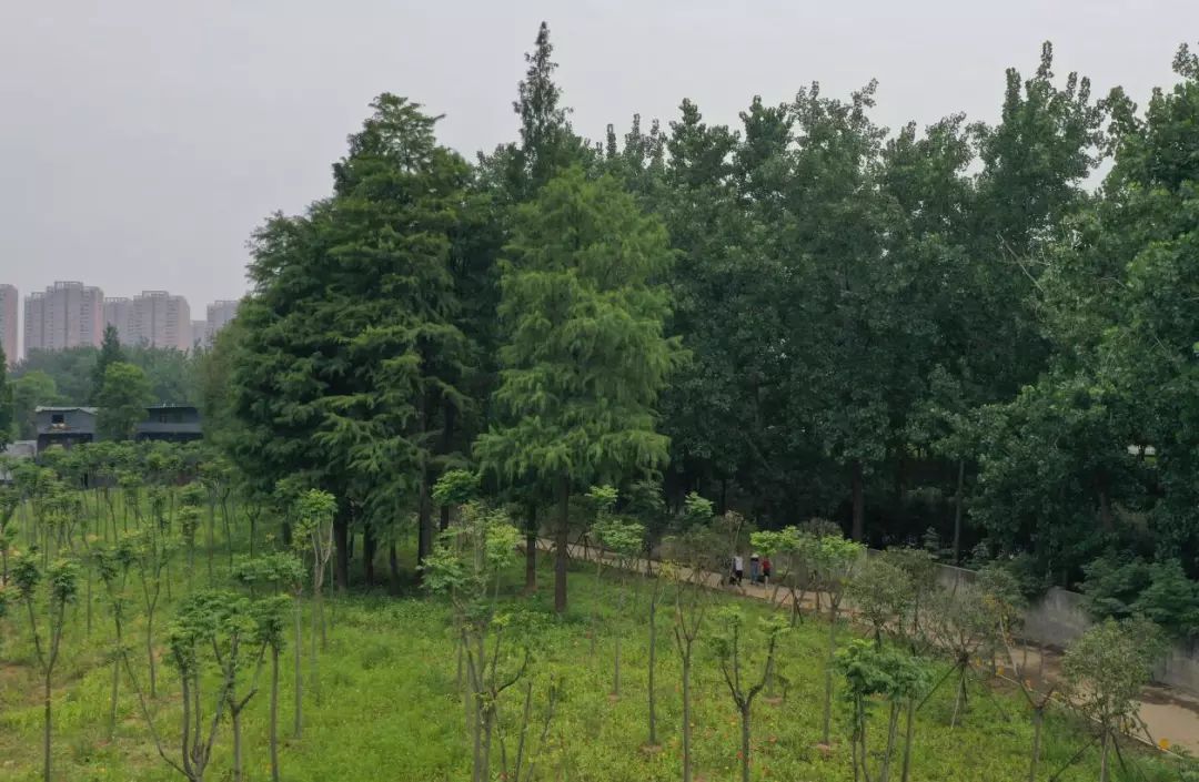 讲解！水杉移栽