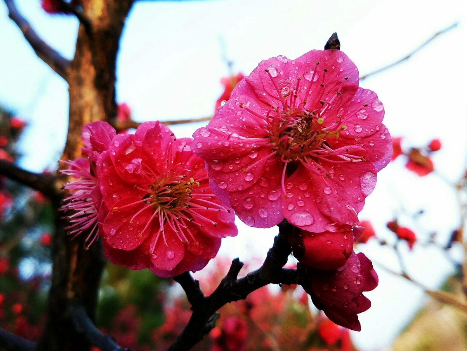 分析！人人校内网“桃红柳绿”