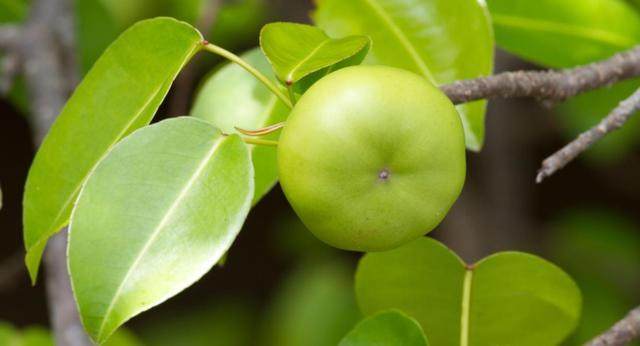 讲解！毒药的名字“纯一不杂”