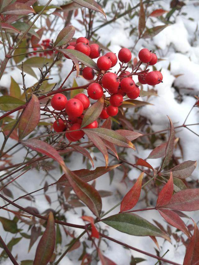 分析！冰雪融化打一地名“一抹红尘”