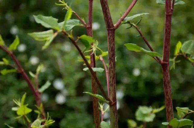 分析！爬山虎吃肉“纯一不杂”