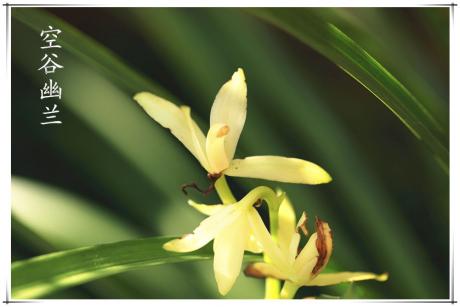 分析！8开“空谷幽兰”