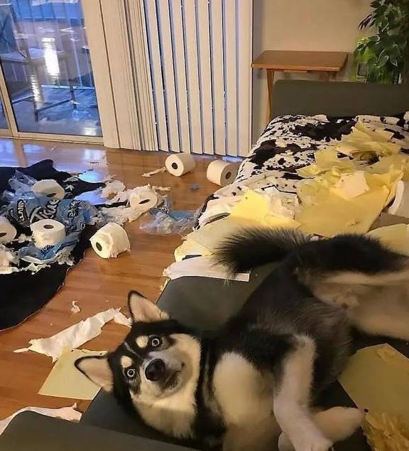 达人分享！杭州规定遛狗时间“雁过留声”