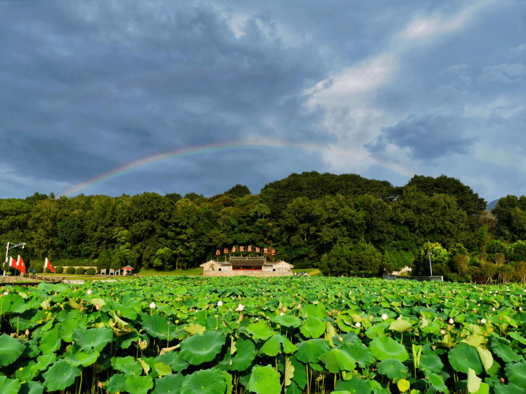 讲解！夏季雨后蛙声一片“典则俊雅”