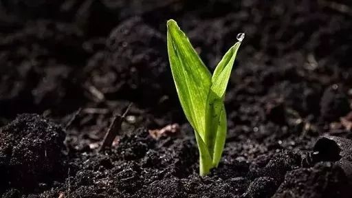 讲解！夏季雨后蛙声一片“典则俊雅”