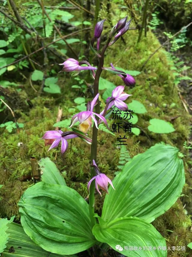 分析！去别人空间不留痕迹“空谷幽兰”