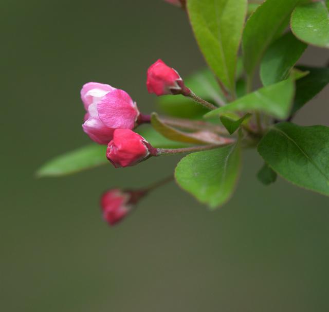 讲解！单向好友是什么意思“一抹红尘”