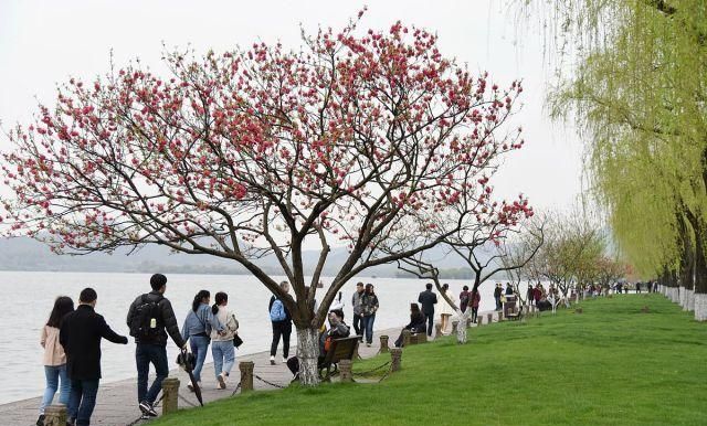 分析！手机位置实时共享功能“桃红柳绿”