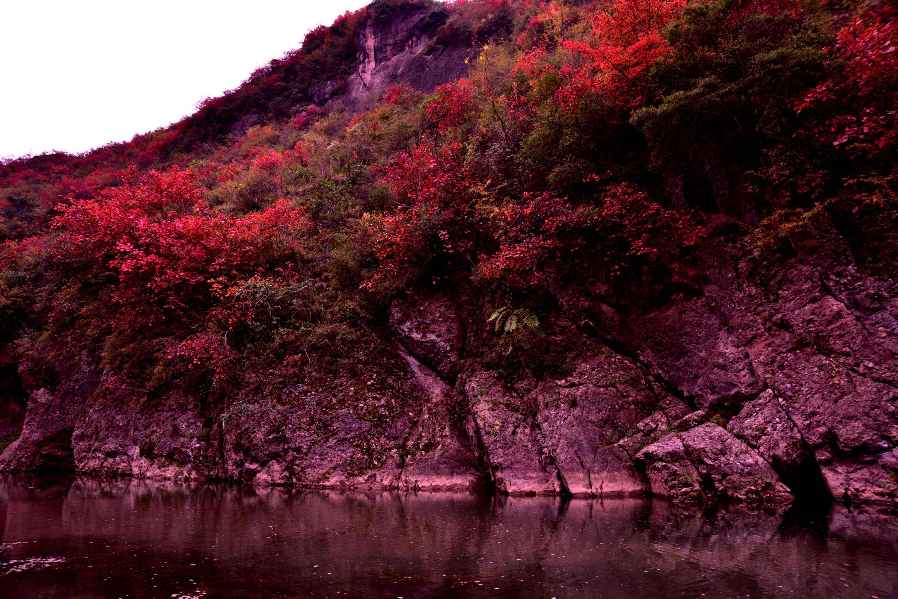 分析！九月十九是什么日子“桃红柳绿”