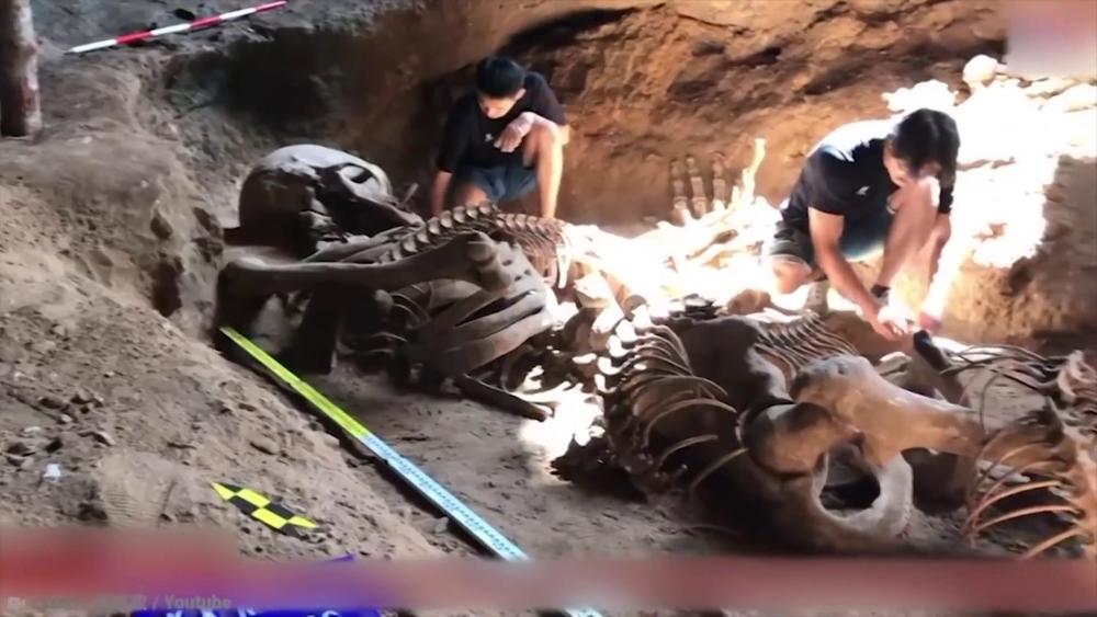 分析！巨人骸骨