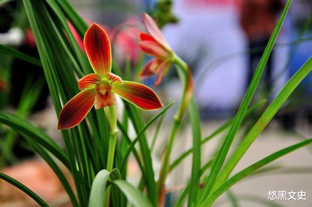 分析！心动心如“空谷幽兰”