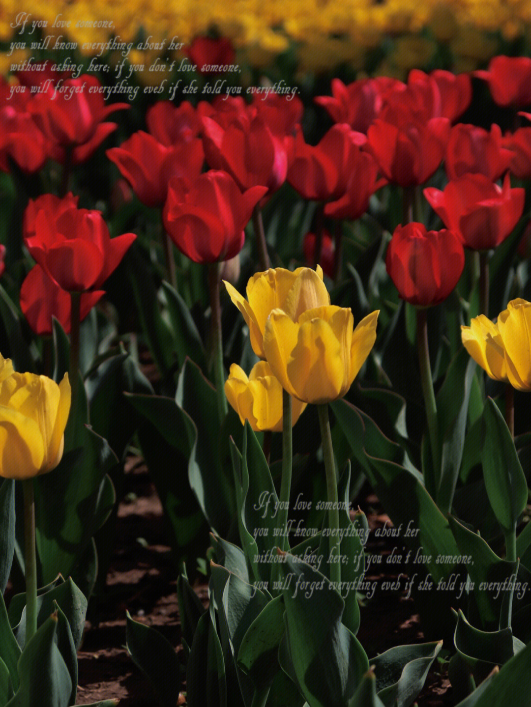 达人分享！郁金香孩子什么意思“空谷幽兰”