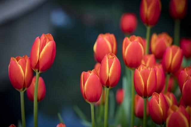 达人分享！郁金香孩子什么意思“空谷幽兰”