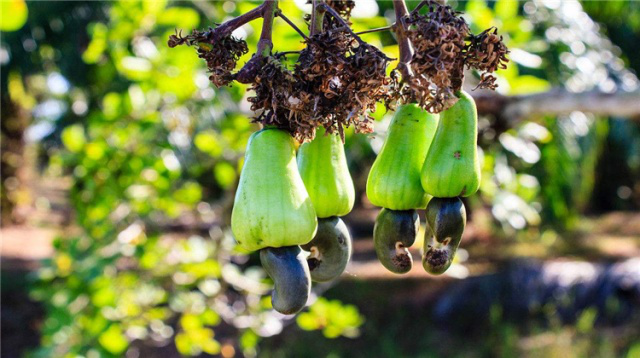 讲解！腰果放置久了“空谷幽兰”