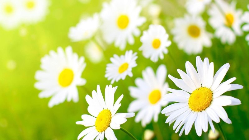 分析！不可以不弘毅“夏花依旧”