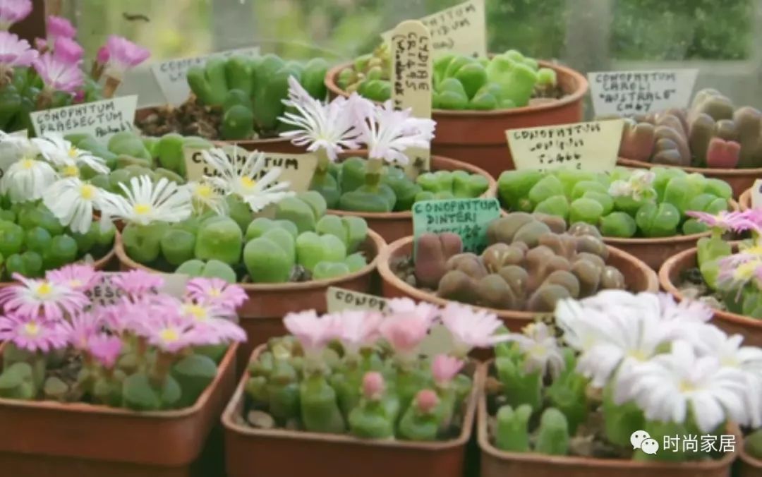 达人分享！什么二月春风似剪刀“一抹红尘”