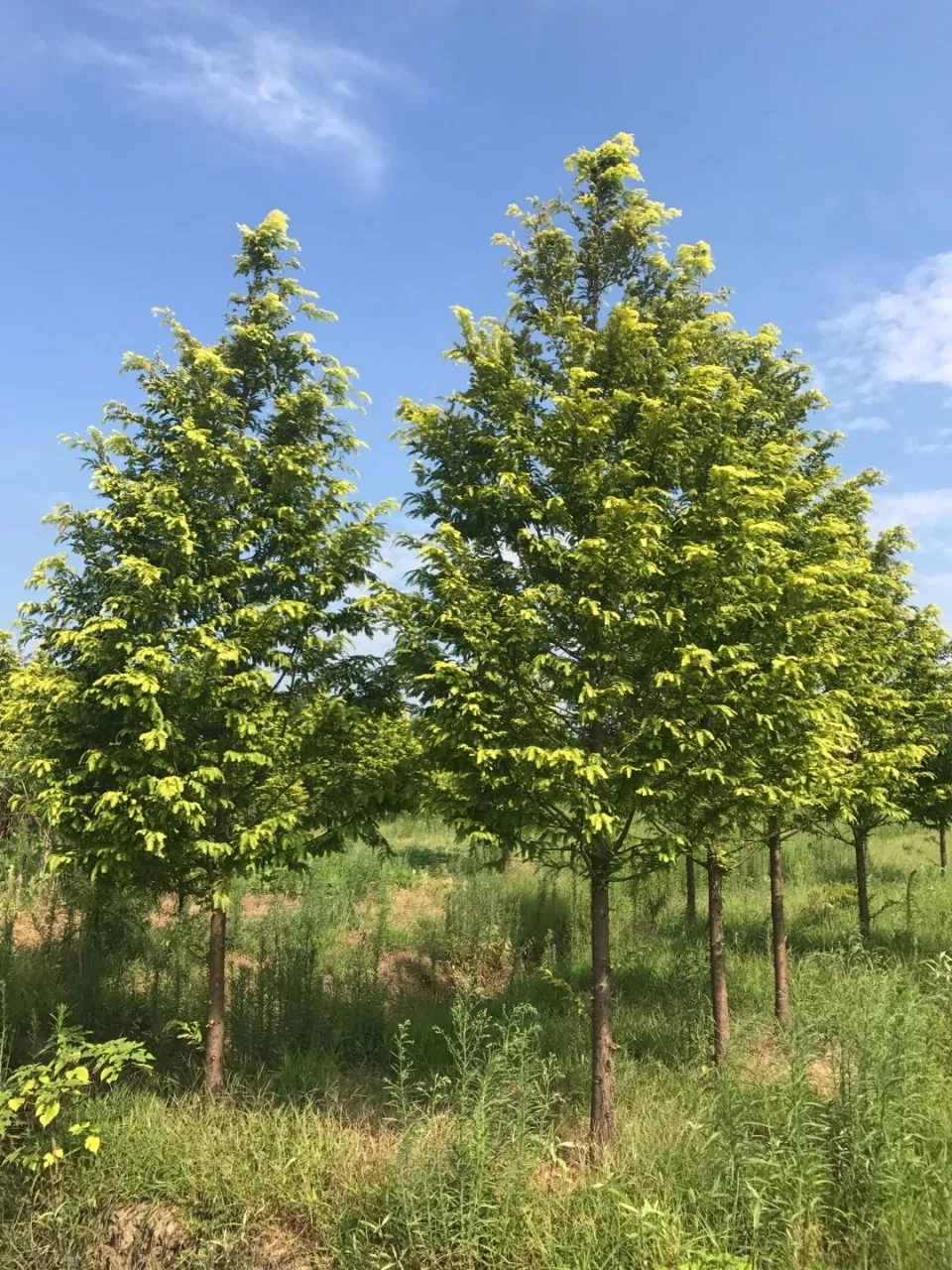 讲解！水杉移栽“典则俊雅”