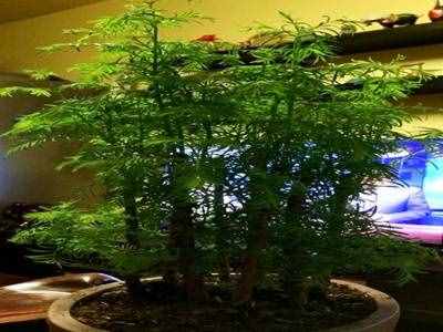 讲解！水杉移栽“典则俊雅”