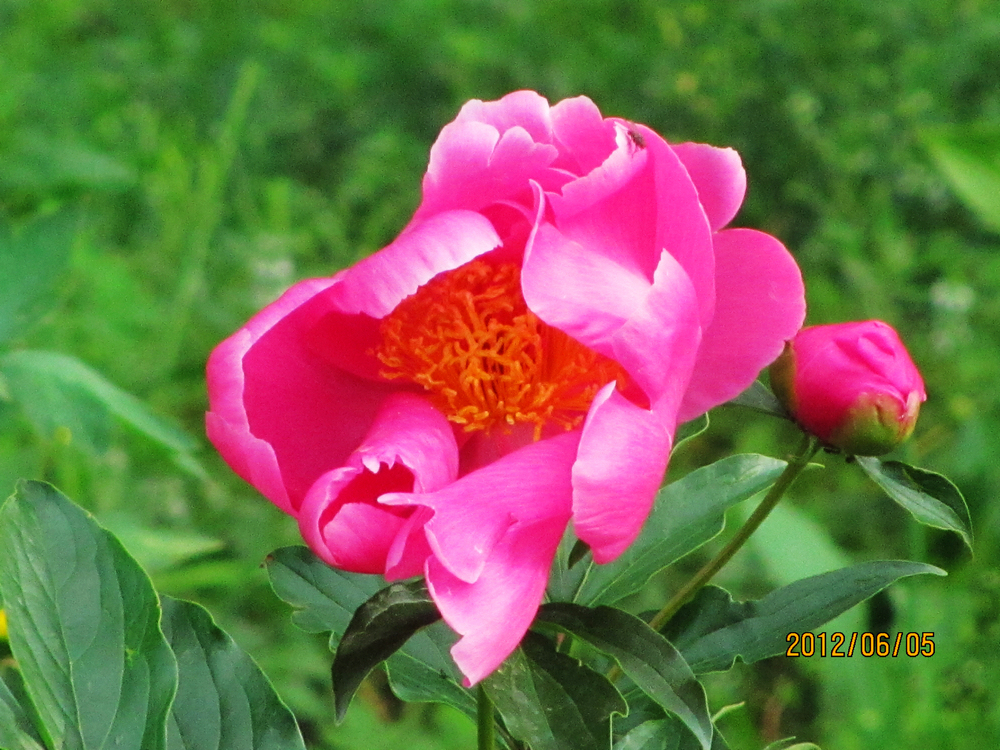 分析！画一幅预防近视的画“夏花依旧”