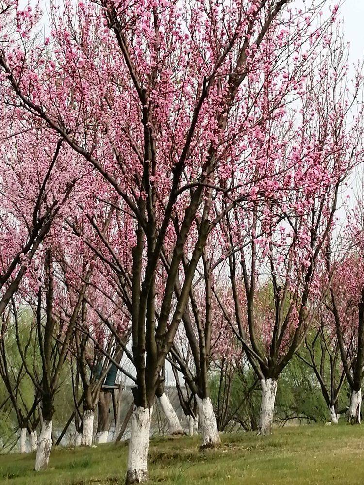 分析！雪鬼屋温泉记“桃红柳绿”