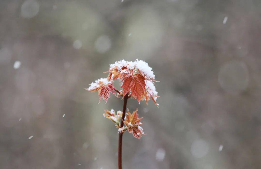 分析！雪鬼屋温泉记“桃红柳绿”