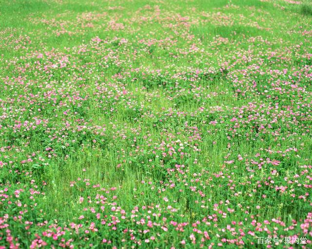 讲解！生命之泉怎么得“一抹红尘”