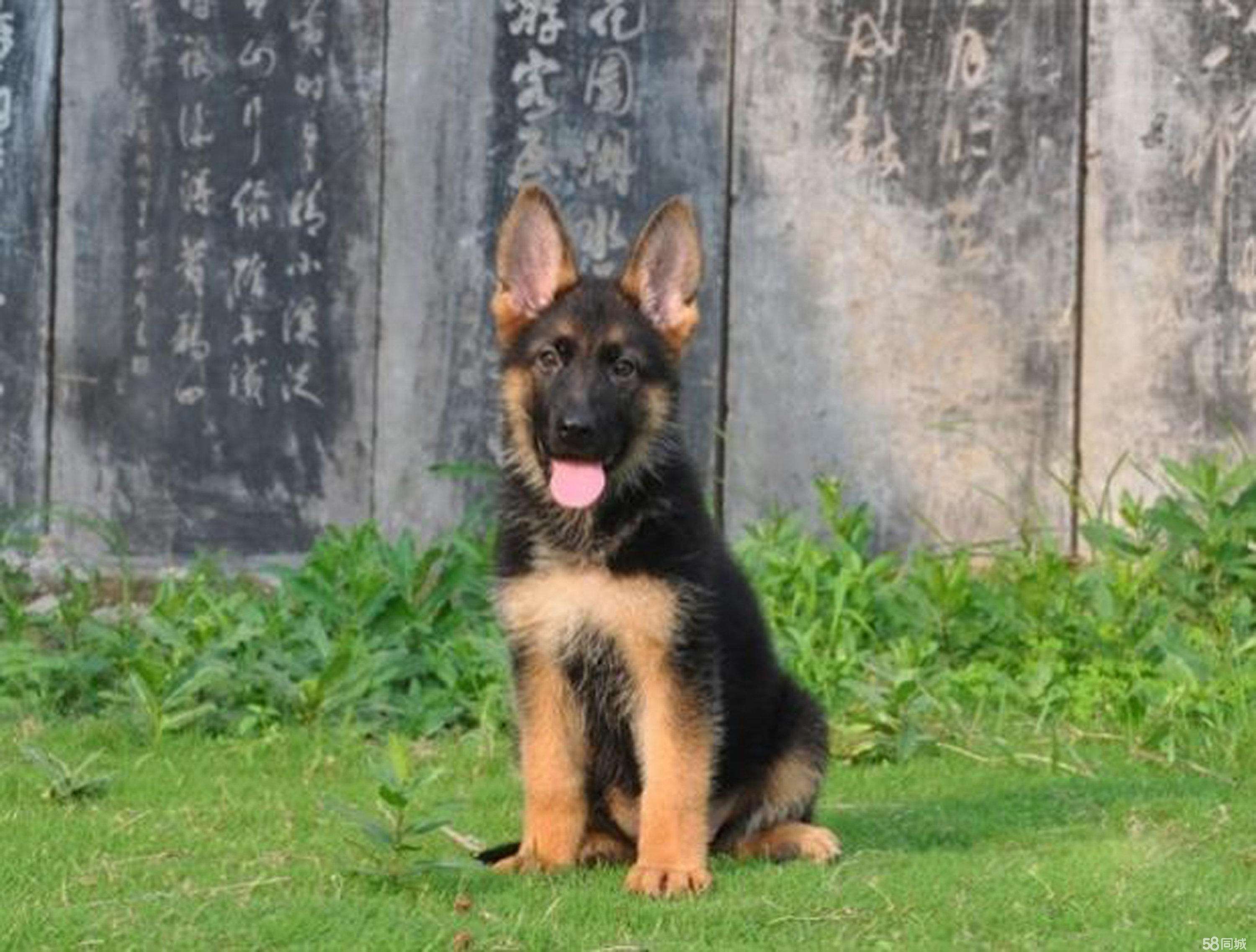 讲解！狼狗训练“星星点点”