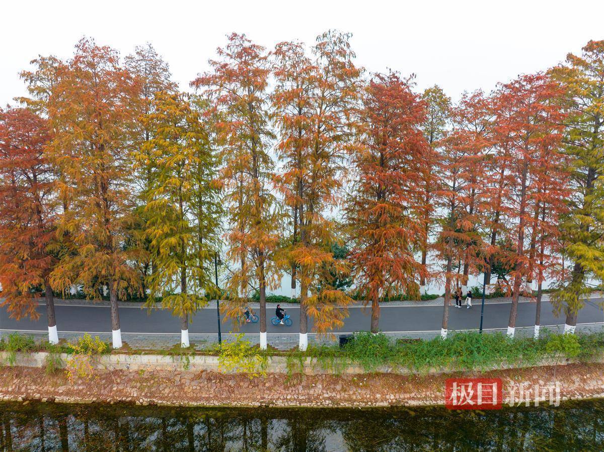 详情！水杉移栽“郢中白雪”