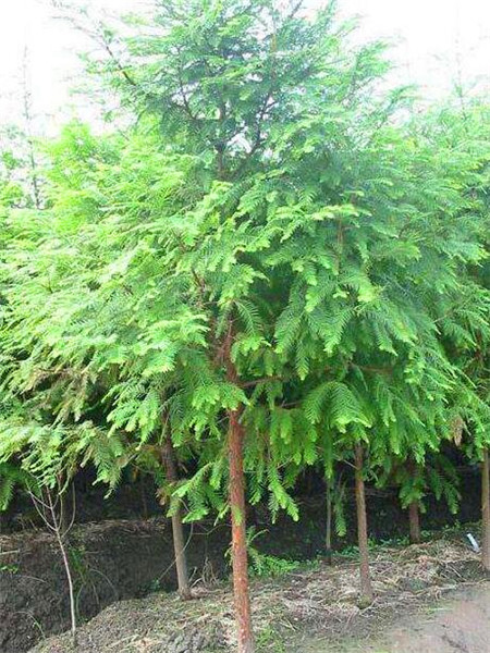 详情！水杉移栽“郢中白雪”