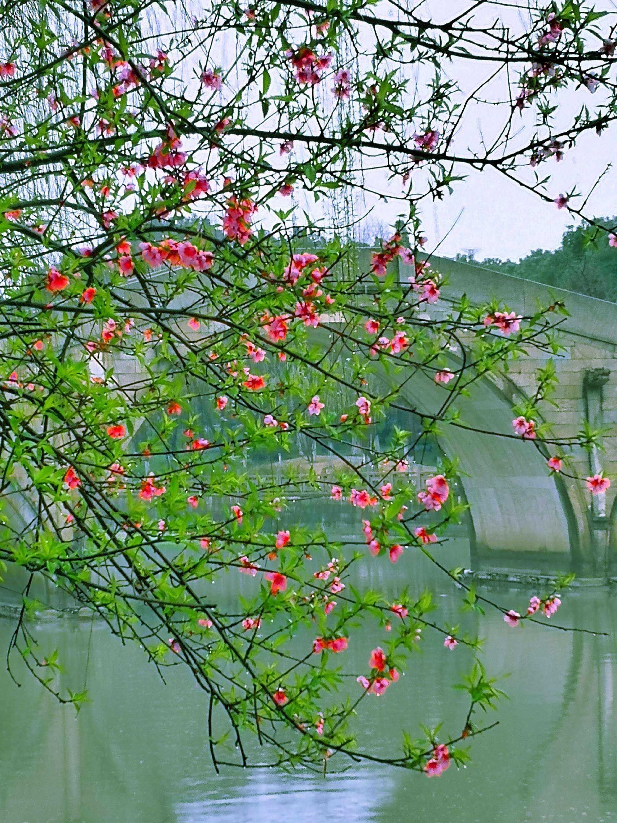 讲解！手机位置实时共享功能“桃红柳绿”