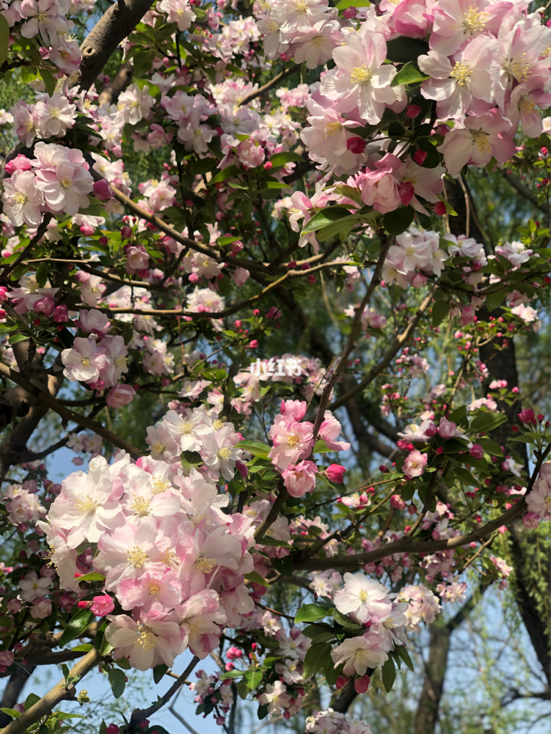 讲解！手机位置实时共享功能“桃红柳绿”