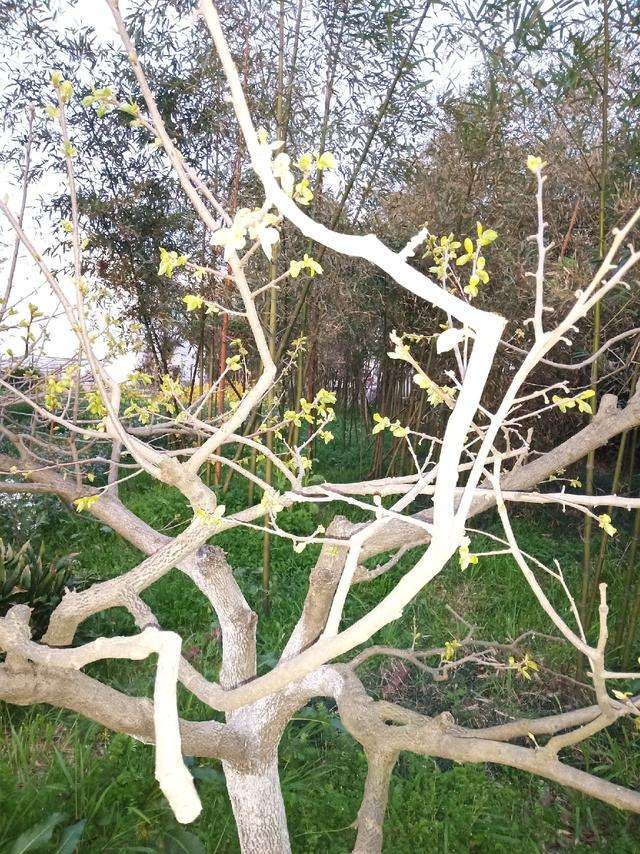 详情！千秋钓鱼论坛“夏花依旧”