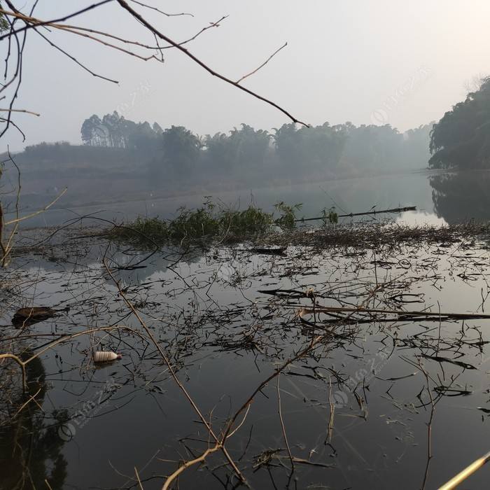 详情！千秋钓鱼论坛“夏花依旧”
