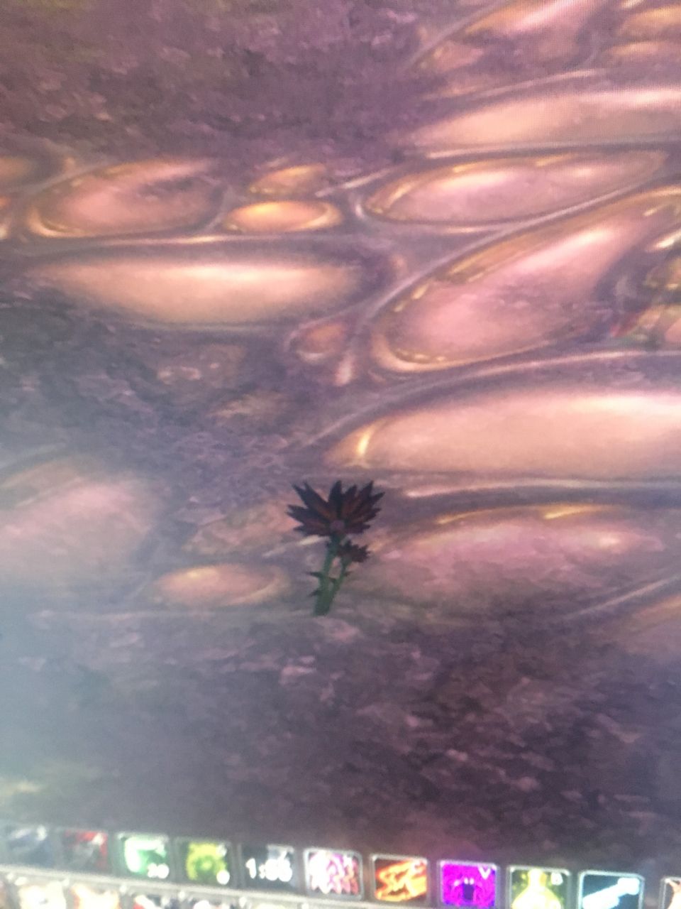 讲解！黑莲花形容什么样的人