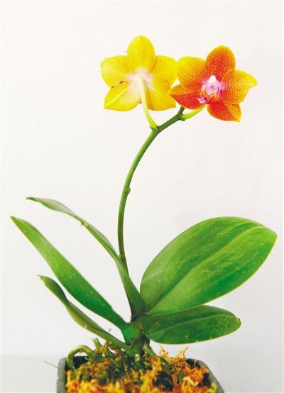 达人分享！全国代表大会几年一次“空谷幽兰”