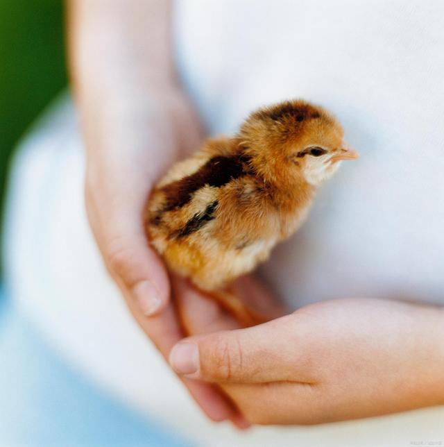 讲解！屈服之疼爱“郢中白雪”