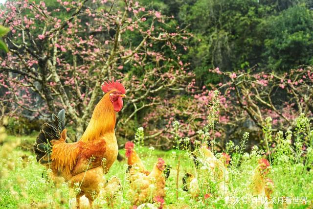 讲解！因为爱情的原唱是谁“桃红柳绿”