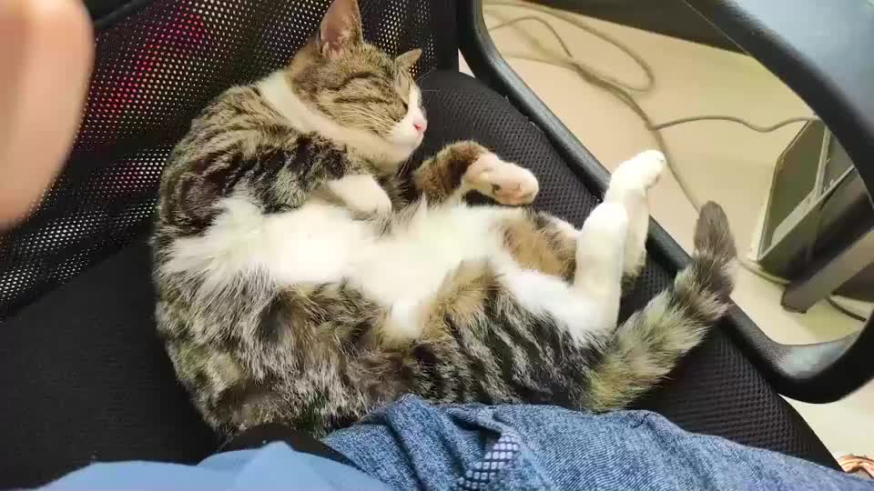 讲解！科学家发现混元兽“夏花依旧”