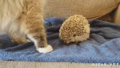 详情！每日一笑打一生肖“一抹红尘”