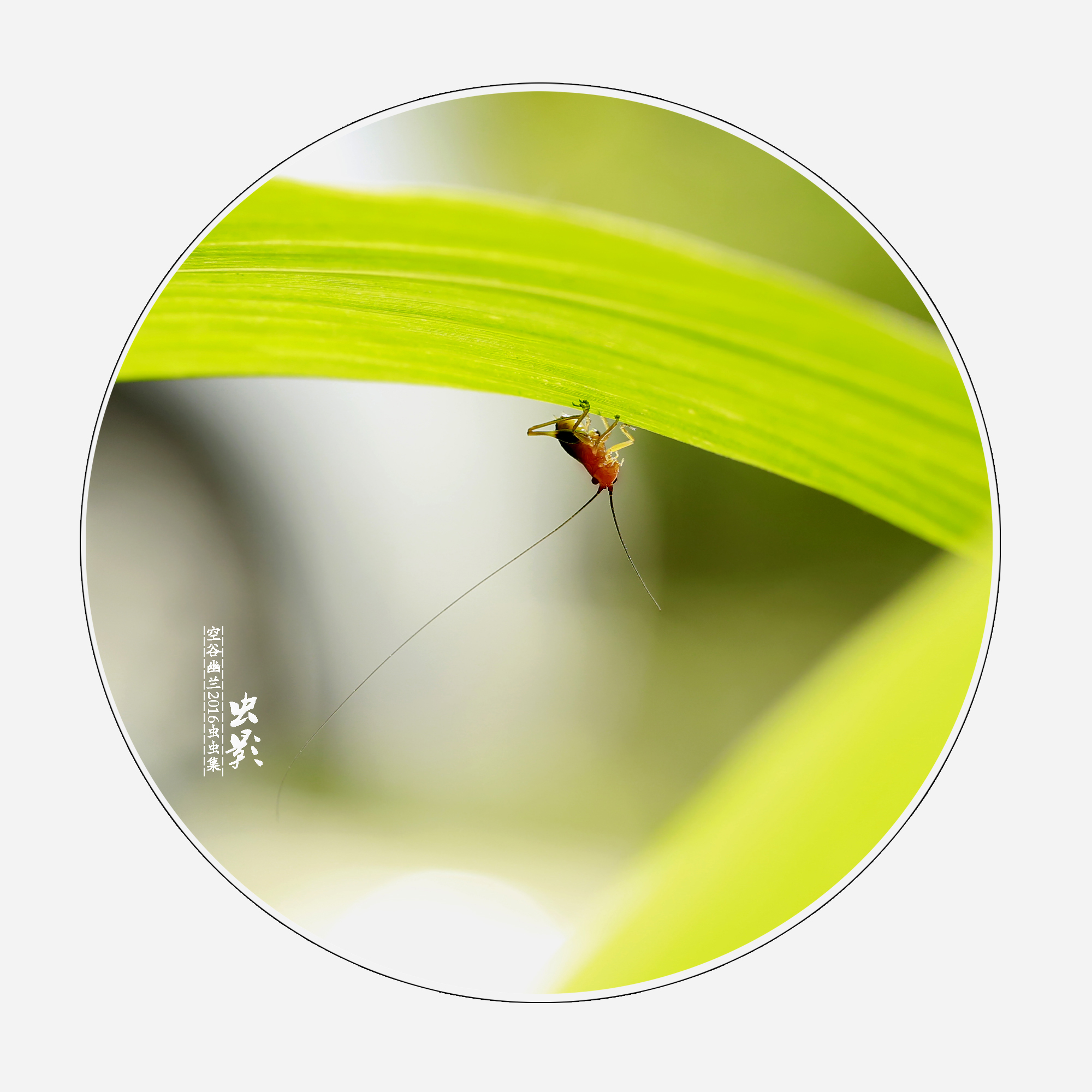 详情！有没有是直接能约的软件“空谷幽兰”