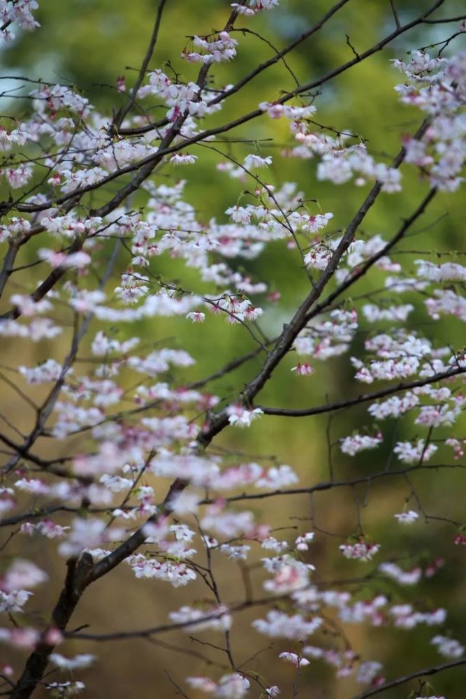 达人分享！农妇被蜂群袭击“桃红柳绿”