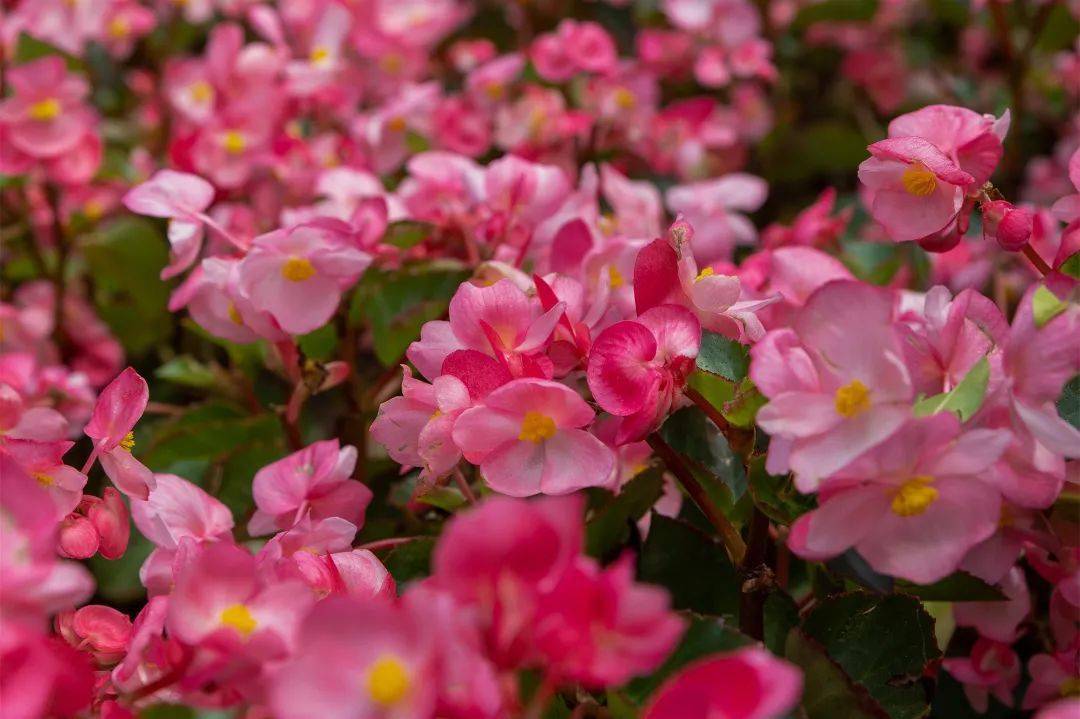 达人分享！农妇被蜂群袭击“桃红柳绿”