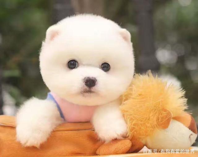 讲解！俊介君是什么品种“空谷幽兰”