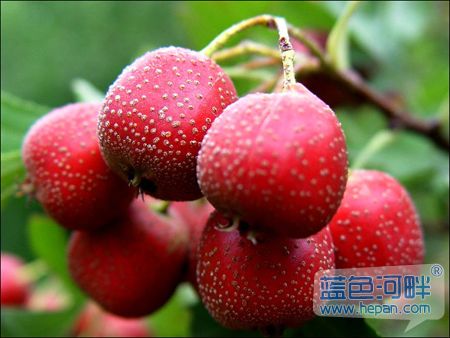 分析！山楂和西瓜哪种水果含糖量更高“桃红柳绿”