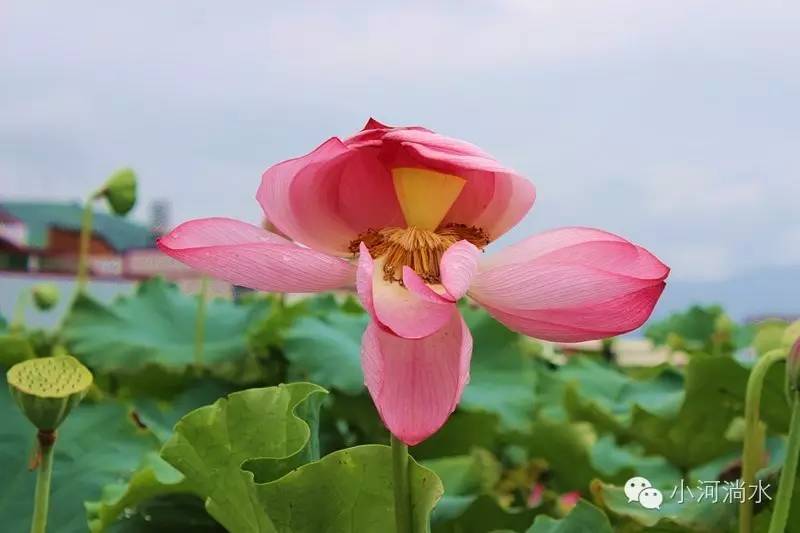 讲解！什么是齐人之福“一抹红尘”