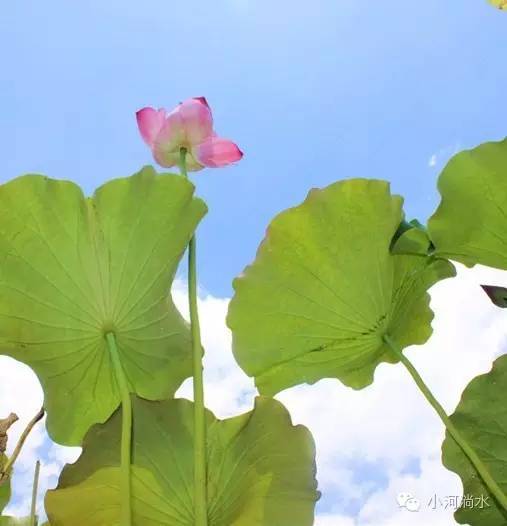讲解！什么是齐人之福“一抹红尘”