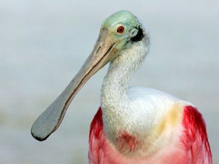 分析！什么鸟寿命最长