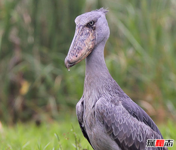 分析！什么鸟寿命最长